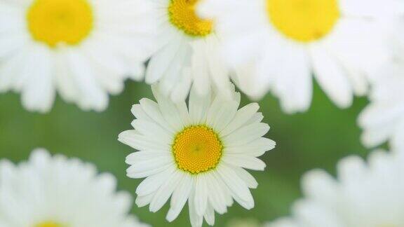 盛开的白色雏菊在风中摇曳白色和黄色的白日在风中摇曳关闭了