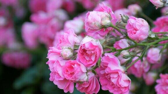 美丽精致的花蕾夏天阳光明媚的公园里一丛粉红色盛开的玫瑰