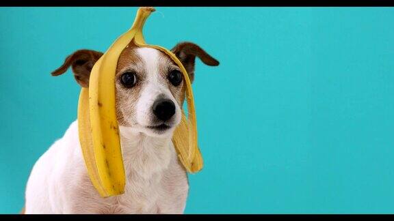 滑稽的狗香蕉皮在他的头像