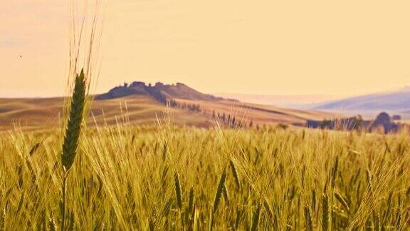托斯卡纳农村的小麦穗