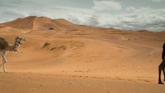 骆驼在沙漠中行走