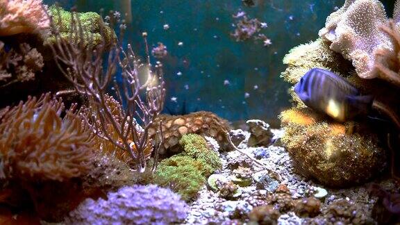 海洋水族馆充满热带鱼和植物