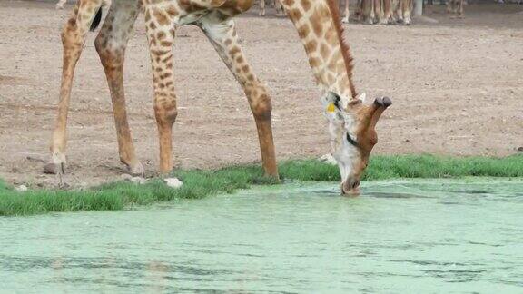 动物世界长颈鹿喝水