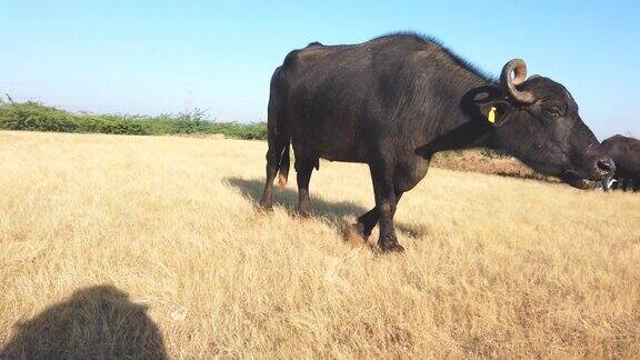 巴基斯坦水牛亚洲家养水牛在户外吃干草近距离观察水牛