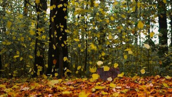 令人难以置信的美丽秋天背景与落叶森林自然背景金色的秋天