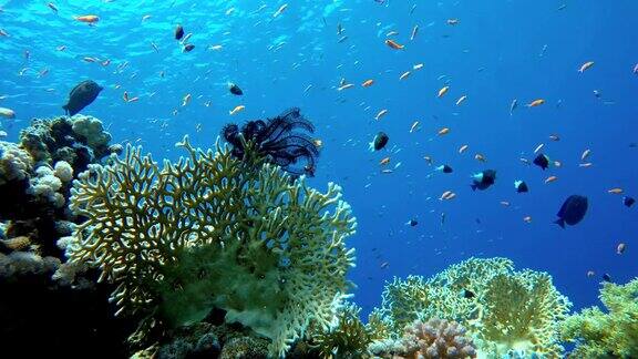 珊瑚礁和美丽的鱼海洋中的水下生物热带鱼