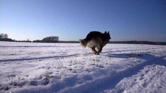 冬天在雪地里奔跑的狗(德国牧羊犬)缓慢的运动美丽晴朗的天气
