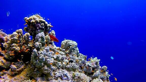 在红海潜水-水下珊瑚礁上的海洋生物