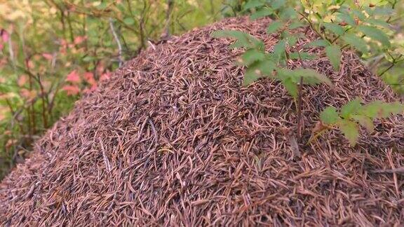 芬兰森林里的小蚂蚁在蚁丘上爬行