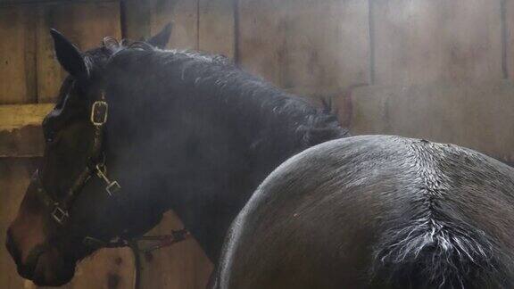 在竞技场训练后的黑马佛里斯马的湿毛蒸汽马美丽又漂亮黑马
