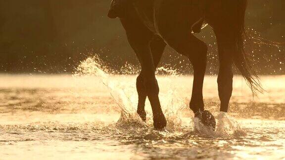 特写:马的腿在洒水的河流中涉水