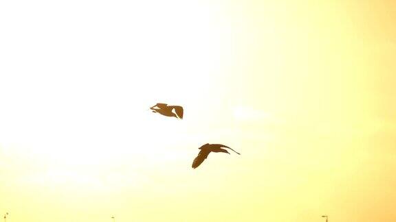 海鸥在日落时飞过天空
