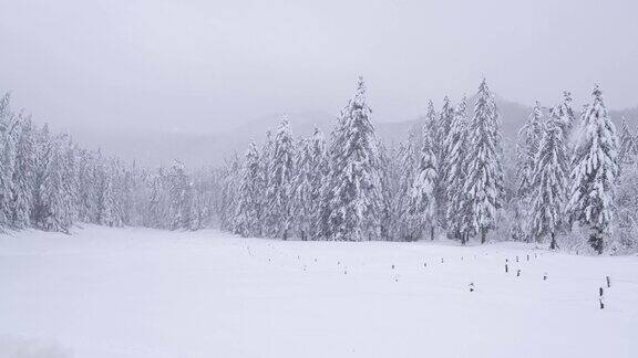 云杉林中空地上正在下雪