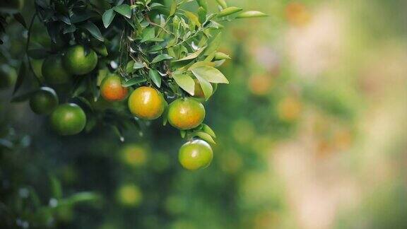 橙子树上的新鲜果实
