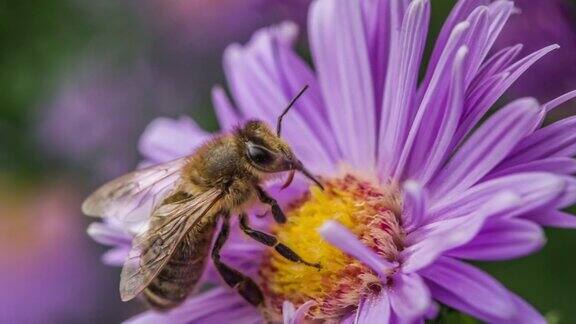蜜蜂授粉紫菀花-慢动作