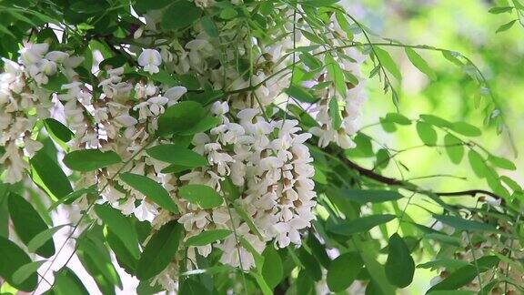 特写:一只蜜蜂在为白花授粉