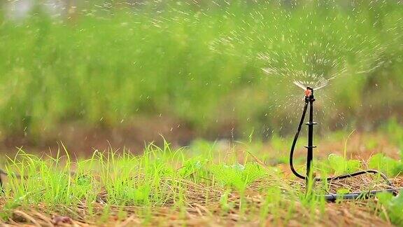花园灌溉用洒水车浇灌草坪