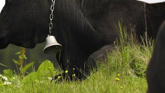 牛有趣的牛嚼东西这只动物正看着摄像机特写镜头4k