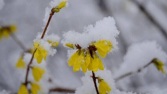 黄色的花上一丛覆盖着一层雪的春天特写