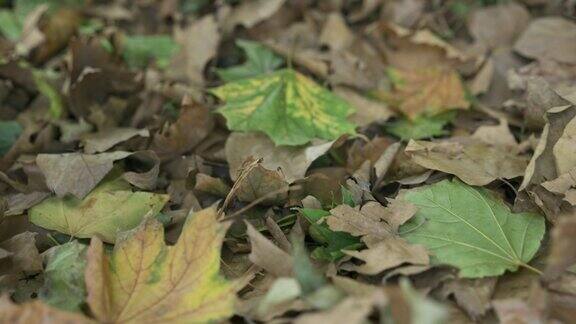 黄叶落在地上的特写秋日黄叶俯视图自然秋天背景镜头在树叶上方慢慢向前移动