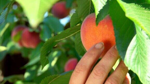 手从树枝上摘下一个桃子