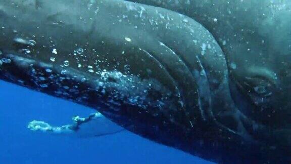 小座头鲸和母亲在印度洋水下的特写