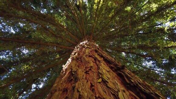巨大的红杉树从红杉上看地面树旋转