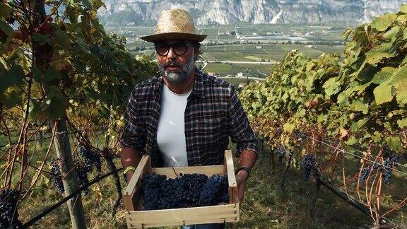 葡萄采摘酿酒故事:意大利Trentino的流行