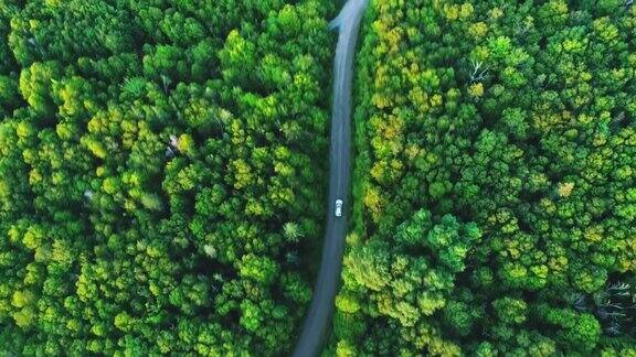 行驶在蜿蜒的森林道路上