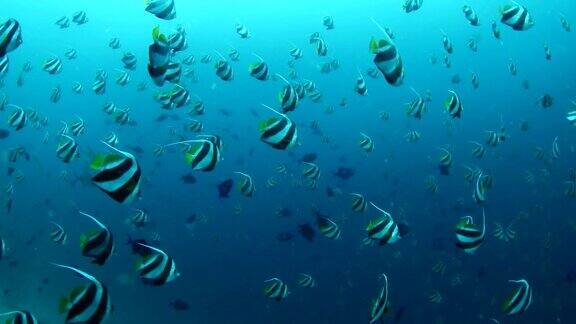 马尔代夫水下美丽的鱼群旗帜鱼