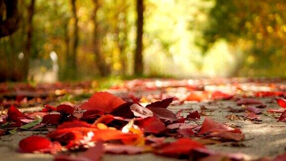 秋天的城市公园里一片落叶美丽的自然环境
