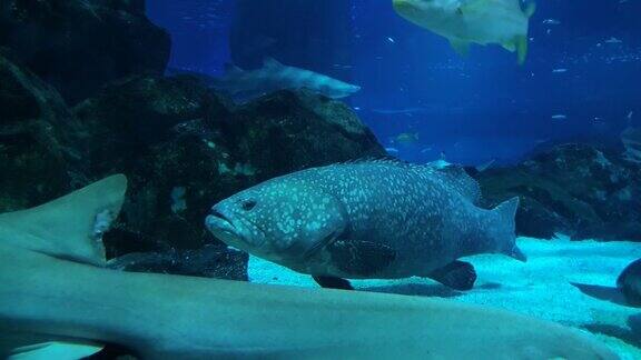 一段大型海鲷在蓝色海水中休息的视频