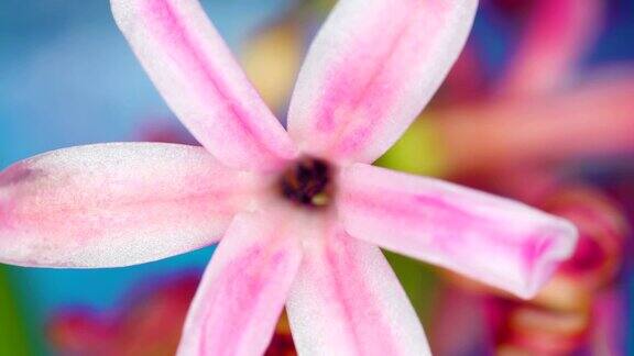 这是风信子花瓣的微距镜头