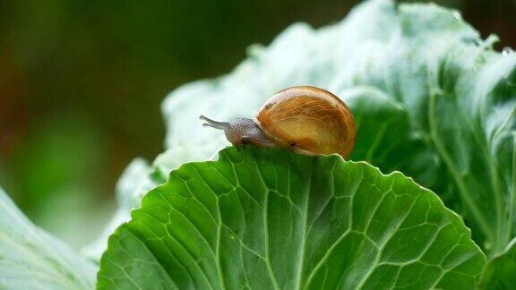 小蜗牛在雨中爬卷心菜叶