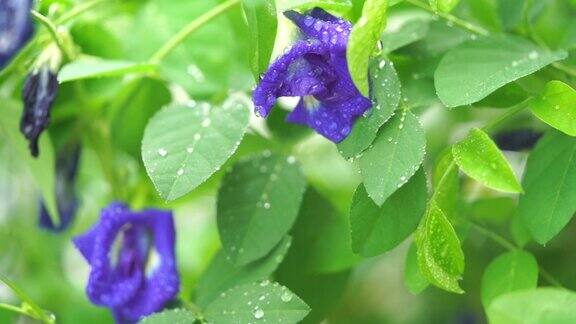 蓝蝴蝶豌豆花树种