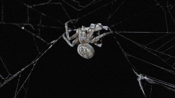 蜘蛛在夜间捕食猎物
