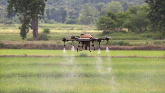 无人机在稻田喷洒农药