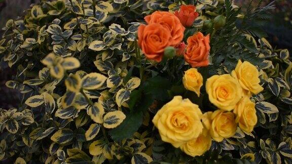 花园里有橙色和黄色的玫瑰微风玫瑰在绿色的背景上盛开抒情的心情