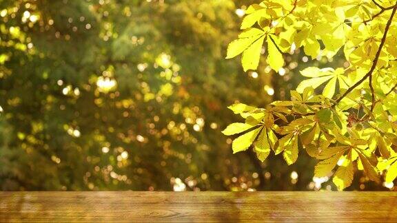 秋天的背景黄色的枝叶在阳光下与明亮模糊的灯光和空木桌为产品展示空间美丽的秋天自然场景特写慢动作