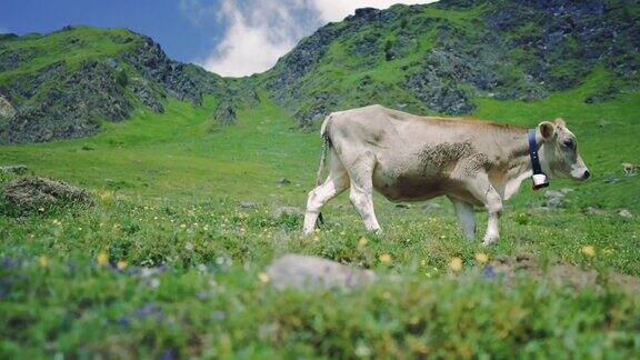 一群在瑞士高山草地上吃草的4K牛