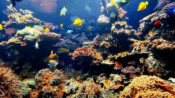 珊瑚礁上五颜六色的热带鱼