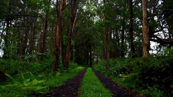 无人机拍摄的毛伊岛的孤立森林