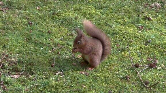 红松鼠坐在苏格兰森林的开阔地带吃榛子