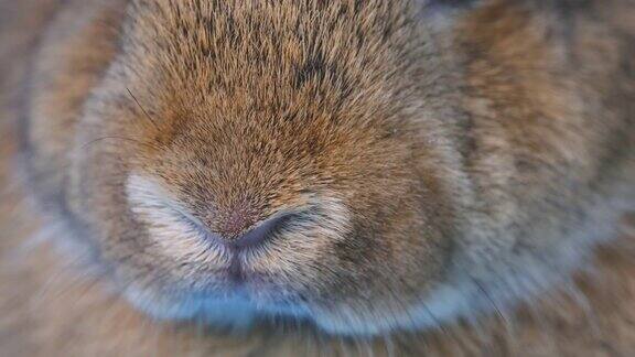 关闭棕色兔子的鼻子经常运动和嗅觉
