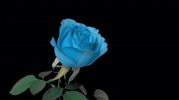 蓝绿色淡蓝色玫瑰在黑色背景上绽放时间流逝美丽的贺卡婚礼背景情人节复活节春天4k
