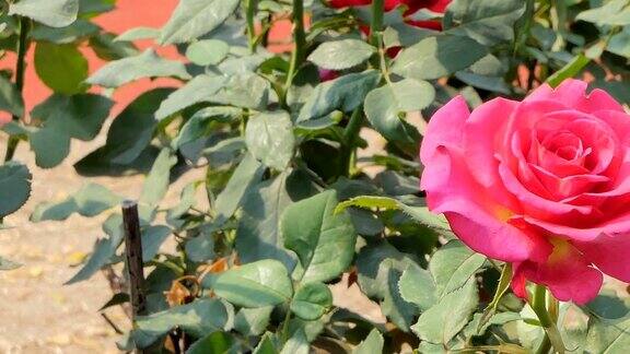 粉红色的玫瑰在花圃里盛开