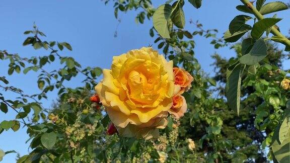 夏日花园中黄色的玫瑰朵DolceVita在蔚蓝的阳光下摇曳美丽的黄橙茶玫瑰花