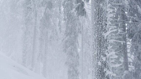 偏远的森林丘陵在暴风雪中极端的天气状况