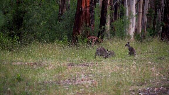 袋鼠妈妈和袋鼠宝宝在澳大利亚的森林里吃东西