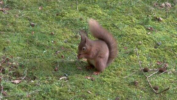 红松鼠坐在苏格兰森林的开阔地带吃榛子